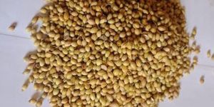 Coriander Seeds