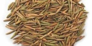 Wrightia Tinctoria Seed