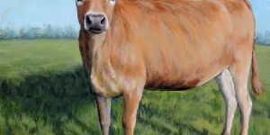 Jersey Cow