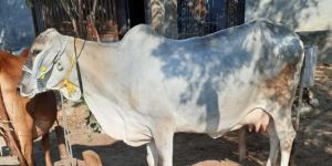 Tharparkar Cow