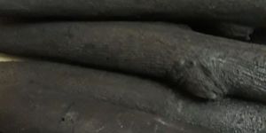 Root Wood Charcoal