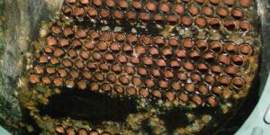 Tube Cleaning Work Service