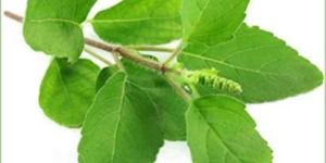 Tulsi Leaves