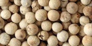 White Pepper Seeds