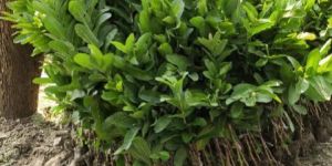 GUAVA ALLAHABADI PLANT