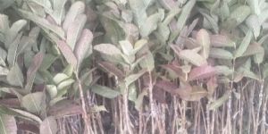 Guava Barafkhana Plant