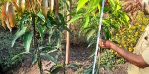 Kesar Mango Plant