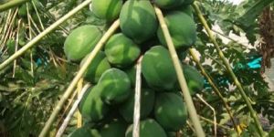 Maharaja Seed Papaya Plant