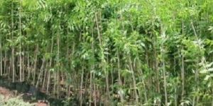 Malabar Neem Plant