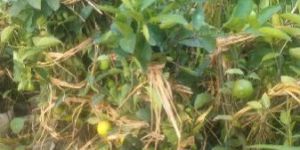 Pakistani Lemon Plant Rs.80