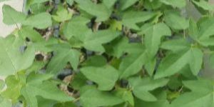 Red Lady Seed Papaya Plant