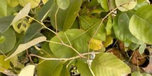 Red Sandalwood Plant