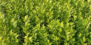 Sharbati Lemon Plant