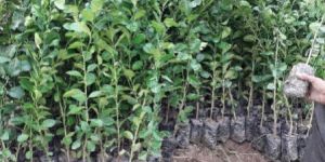 Sharbati Lemon Seedlings