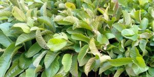 Taiwan Pink Guava Plant