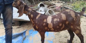 Goat Farming Service