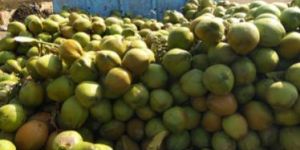Fresh Coconut