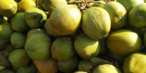 Tender Coconut