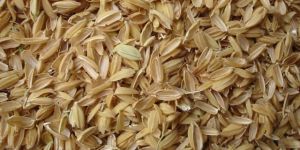 Rice Husk