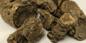 Pashanbhed Natural Herb Extract