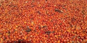 Gloriosa Superba Seeds