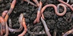 Earthworm Vermicompost