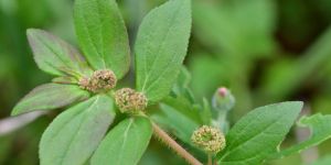 Euphorbiaceae Extract