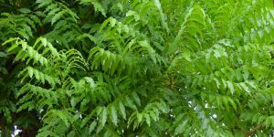 Neem Extract