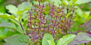 Tulsi Extract