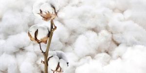 Cotton