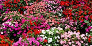 Bedding Plants