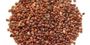 Radish Seeds