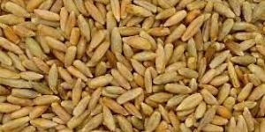 Rye Seeds