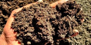 Organic Vermicompost