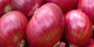 Red Onion