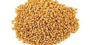 Yellow Mustard Seeds