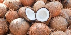 Coconut