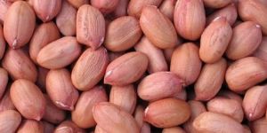 Groundnut Kernels