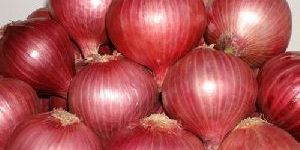 Nashik Onion