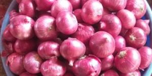 Pink Onion