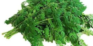 Fresh Drumstick Leaves