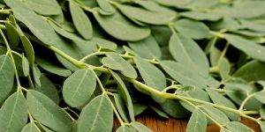 Fresh Moringa Leaves