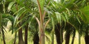 Bottle Palm Plant