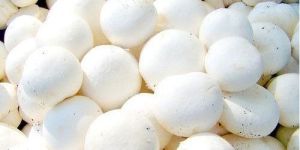 Fresh Button Mushroom