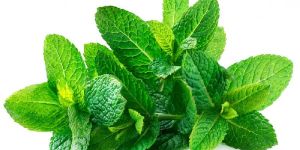 Spearmint Leaves