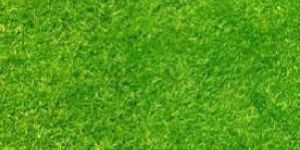 Selection Non 1 Grass