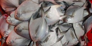 White Pomfret Fish