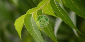 Neem Leaves