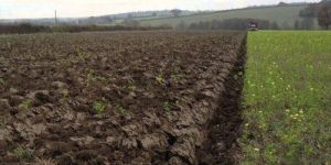 Organic Green Manure