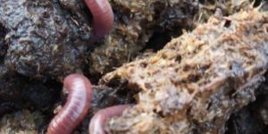 Red Wiggler Composting Worms
